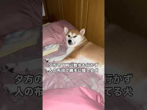 寝起きの機嫌悪すぎて良かれと思って散歩に誘うも人の手を振りほどく柴犬 柴犬 柴犬のいる暮らし 赤柴 拒否柴 サムネイル