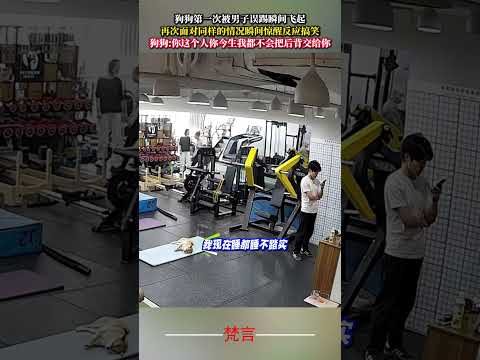 狗狗第一次被男子誤踢瞬間飛起 再次面對同樣的情況瞬間驚醒反應搞笑 狗狗 意外 有趣 搞笑 萌寵 pets amazin… サムネイル