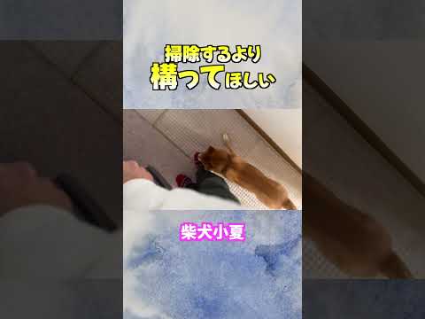 掃除よりかまって欲しい 神戸 柴犬 shiba サムネイル