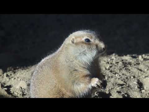 オグロプレーリードック　　那須どうぶつ王国　00091 サムネイル