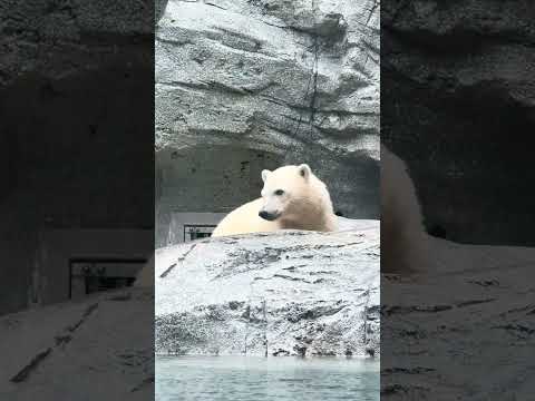 shorts モモちゃんママにジャレつくモモ太くん🐻❄️ ホッキョクグマ親子 男鹿水族館GAOにて 2026年6月2…