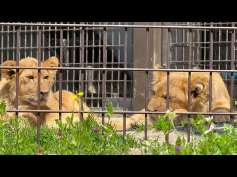 アレ⁈ボーイズは起きた？　ライオンファミリー　のんほいパークにて　2026年4月3日 サムネイル