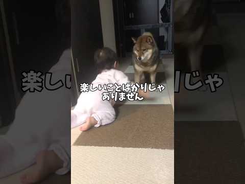 12歳柴犬🐕がフェイントをかけられて戸惑う😱 サムネイル