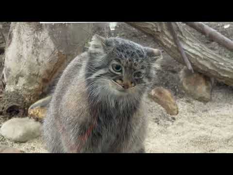 おやつタイム❣️アブリコースちゃん　おやつは馬肉と鶏肉です♪ マヌルネコ　那須どうぶつ王国　2026年4月11日