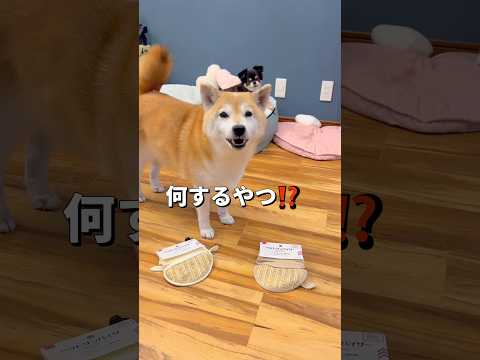 付け方合ってる？😂柴犬 チワワ shorts サムネイル