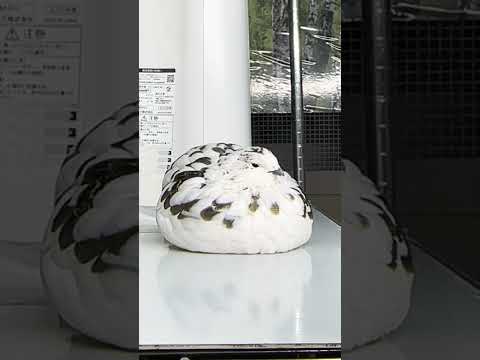 #shorts ニホンライチョウちゃん　那須どうぶつ王国　IMG 9952 サムネイル