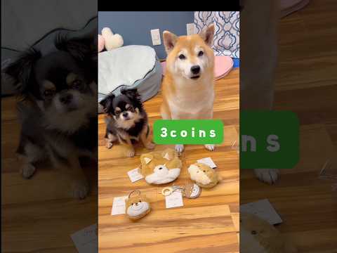 3coins購入品がかわいすぎた😍❤️柴犬 チワワshorts サムネイル