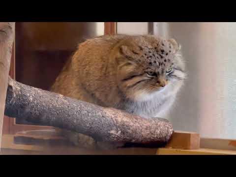 ガラス掃除してくれた担当飼育員さんを見つめるロータスくん　マヌルネコ　埼玉県こども動物自然公園にて　2026年3月7日 サムネイル