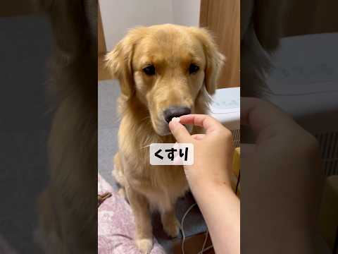 くすりポリポリ食べるモンちゃんgoldenretriever ゴールデンレトリバー サムネイル