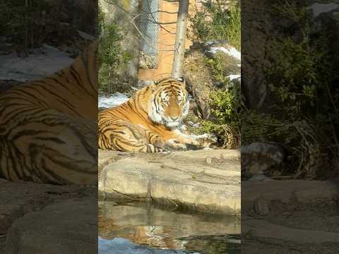 shorts おはよう令くん 丸太を風避けにカナ？　アムールトラ　那須どうぶつ王国にて　2026年1月11日 サムネイル