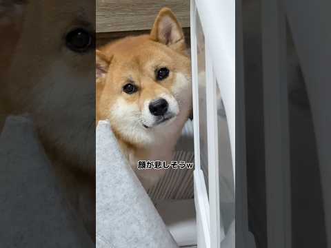 何もしてないと訴える柴犬　柴犬 shorts サムネイル