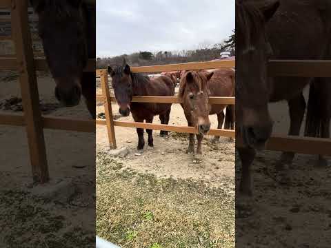 shorts エサを待つ❣️馬さん達　那須どうぶつ王国　IMG 1101 サムネイル