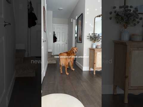 dog-tor coby to rescue🛟goldenpup puppy goldenpupppy dogbree… サムネイル