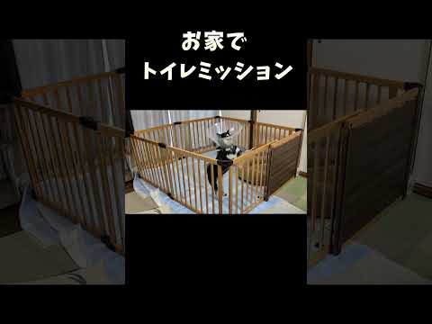 お家でトイレミッション