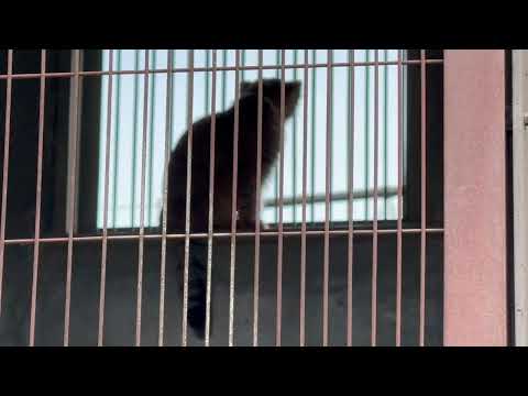 あぁ〜降りちゃった😅　エルくんとミーニャちゃんの息子たち　マヌルネコ　東山動植物園にて　2026年3月13日 サムネイル