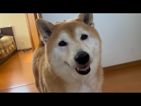 柴犬福 風呂上がり後の母へのお手が適当すぎる柴犬🤣Mother's boy Shiba Inu🤣 サムネイル