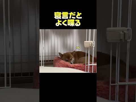 寝言だとよく喋る 柴犬 shibainu 癒し サムネイル