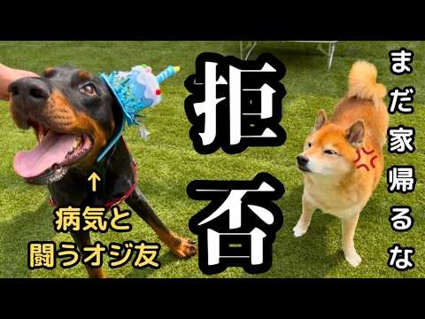 【嘘やろ…】自宅でお友達の誕生日会をしたら、帰り際に帰宅妨害をする柴犬 サムネイル