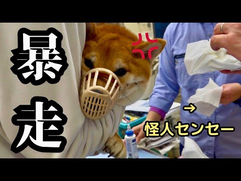 【大騒動】普段はニコニコ陽キャ柴犬が、病院で大暴れしてしまいました サムネイル