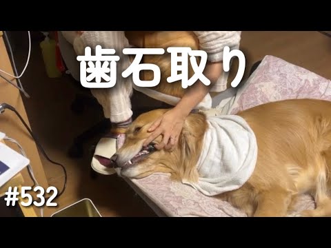 歯石取りするモンちゃん【ゴールデンレトリバー】 サムネイル