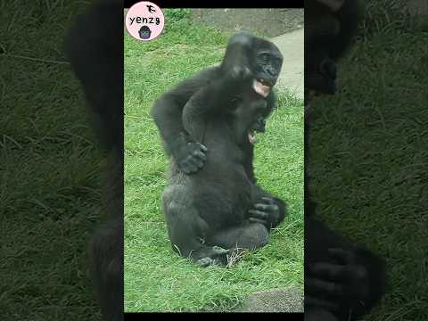 Gorillas wrestling😆🤣 gorilla gorillatag taipeizoo 金剛猩猩 台北市立…