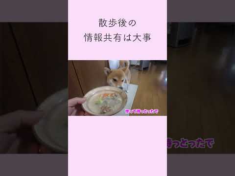 丸太３本 神戸 柴犬 shibainu shiba 癒し サムネイル