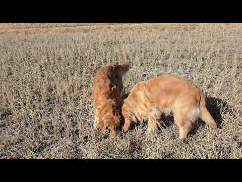 農作業のお手伝い？「邪魔したらあかんよ」ゴールデンレトリバーが大好きな人 サムネイル