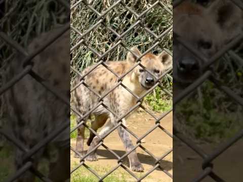 shorts トーフくん ラッタッター♪  ブチハイエナ　千葉市動物公園にて　2026年4月19日