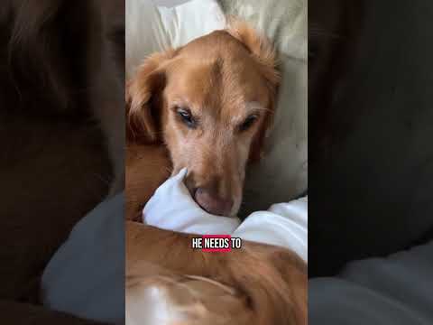 coming home to my golden retriever ♥️ goldendog dog puppy g… サムネイル