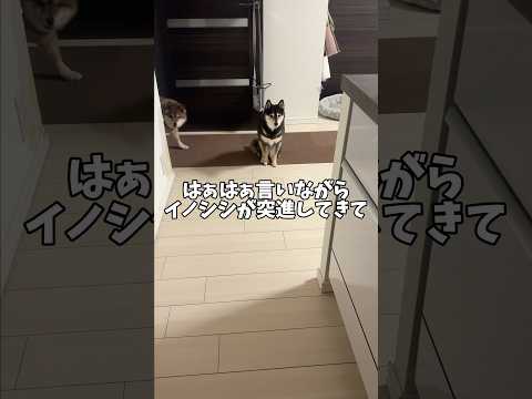 落ち着いてご飯を食べることもできない黒柴🐕 サムネイル