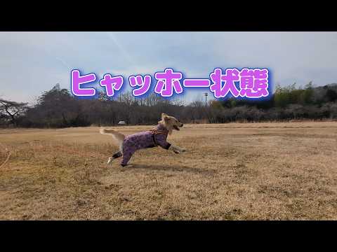 久しぶりのヒャッホー状態！ゴールデンレトリバーティト