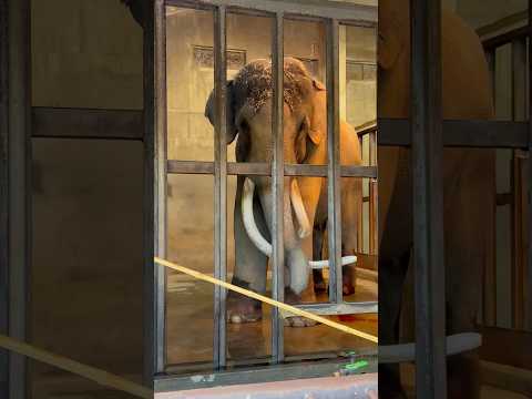 shorts ゾウのマックくん　王子動物園　2025年12月27日 サムネイル