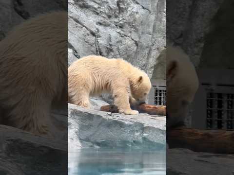 shorts この時間は遊びたい時間モモ太くん☺️   ホッキョクグマの仔　秋田県男鹿水族館GAOにて2026年5月1日 サムネイル