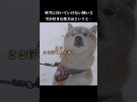 雪が大好きな柴犬は吹雪を目の前に… shibainu 犬のいる生活 青森 サムネイル