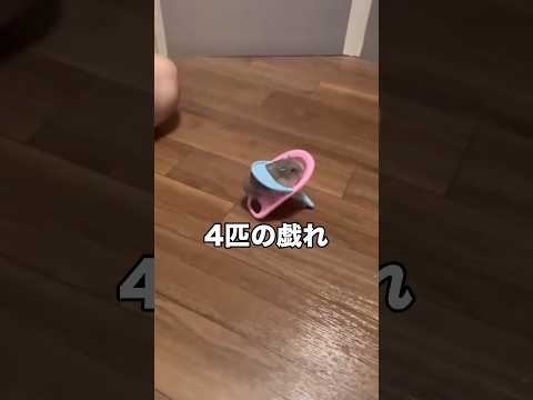 ごはん食べるのに前のめりすぎて椅子から何度も落ちるハム ハムスター ジャンガリアンハムスター ジャンガリアン shor…