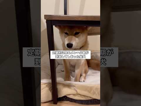 メンヘラ期が到来してしまい机の下から出てこなくなった 柴犬 柴犬のいる暮らし shorts サムネイル