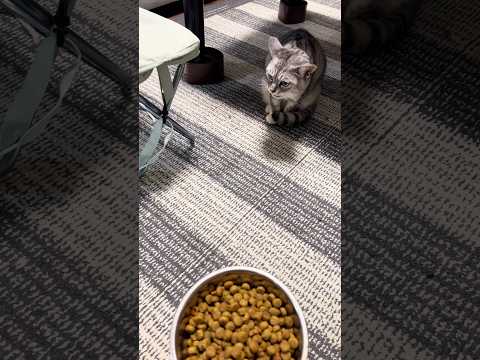 よし 柴犬タロウ 柴犬 shibainu しばわんこ しばいぬ Shiba Inu feeding time