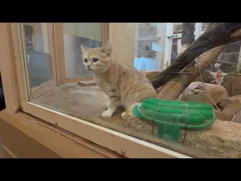 タタタタタ〜からの足ペロペロ　スナネコのアミーラちゃん　埼玉県こども動物自然公園にて　2026年5月30日 サムネイル