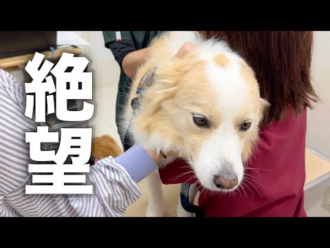 注射だとわかった途端、笑顔だった犬が絶望に落とされる瞬間...【ボーダーコリー・ゴールデンレトリバー】 サムネイル