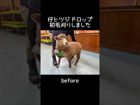 ドロップの毛刈りビフォーアフター 東武動物公園 動物 animals zoo かわいい ヒツジ ドロップ 毛刈りビフォ… サムネイル