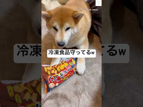 冷凍食品を、守る柴犬😂　#柴犬　#犬　#面白い　#犬のいる暮らし #かわいい サムネイル