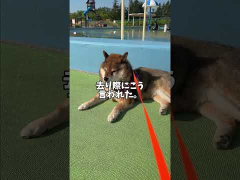 シニア犬🐕が男の子に言われたひと言が謎🤔 サムネイル