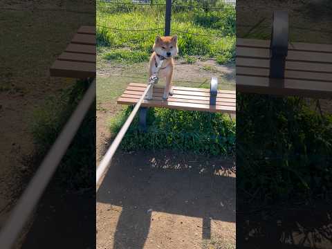 書道家　柴犬とん　柴犬　柴犬とん サムネイル
