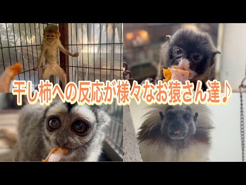 おそらく初めての干し柿！？お猿さん達の反応が様々で楽しめました♫ サムネイル