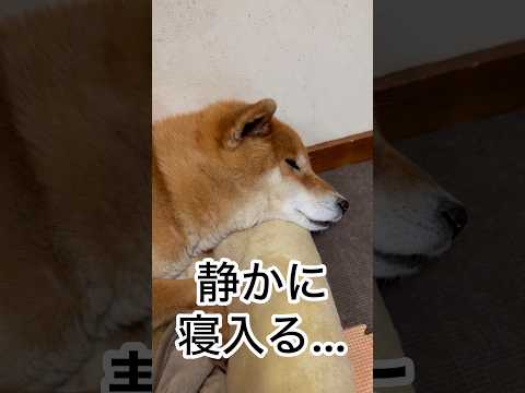 ’26.3.19 力丸は、コテ丸で車中丸… 柴犬 shibainu 柴犬のいる暮らし 柴犬の日常 眠る犬 車中泊犬 力丸 サムネイル