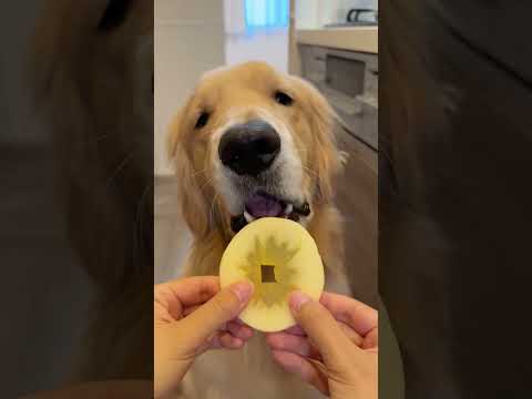 りんごぉぉぉ #大型犬 #ゴールデンレトリバー サムネイル