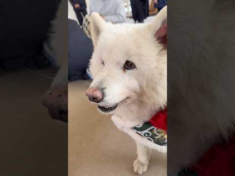 shorts アカネちゃんがお返事しているので あえて音声活かしてます〜　ふれあいドッグパーク　那須どうぶつ王国にて… サムネイル