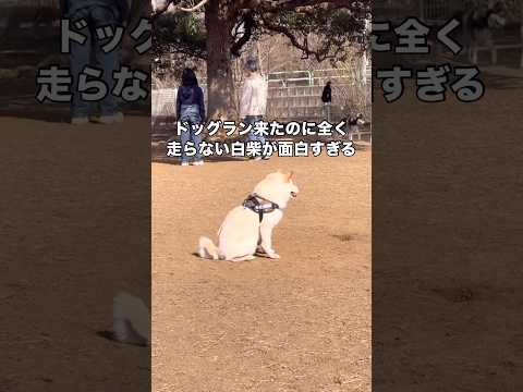 ドッグラン来たのに全然走らないイッヌ 白柴 ドッグラン 柴犬 shorts サムネイル