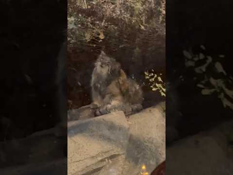 shorts カシカシっとオトちゃん　マヌルネコ　神戸どうぶつ王国　2025年12月29日 サムネイル