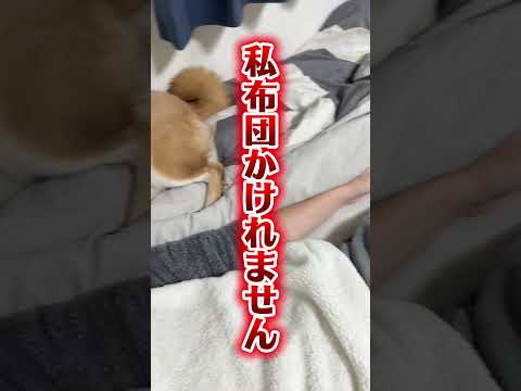 お互い相思相愛なの。　柴犬 shorts サムネイル